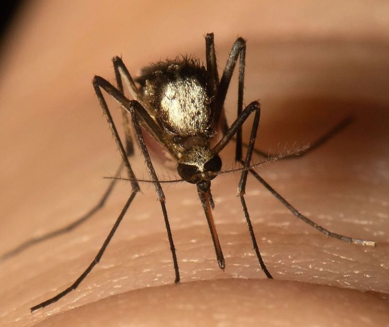 A close up image of a mosquito biting a human