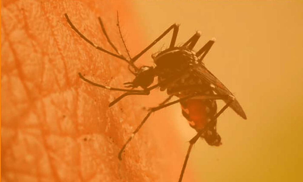 mosquitos and blood types