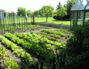 A green vegetable garden with a greenhouse in the background