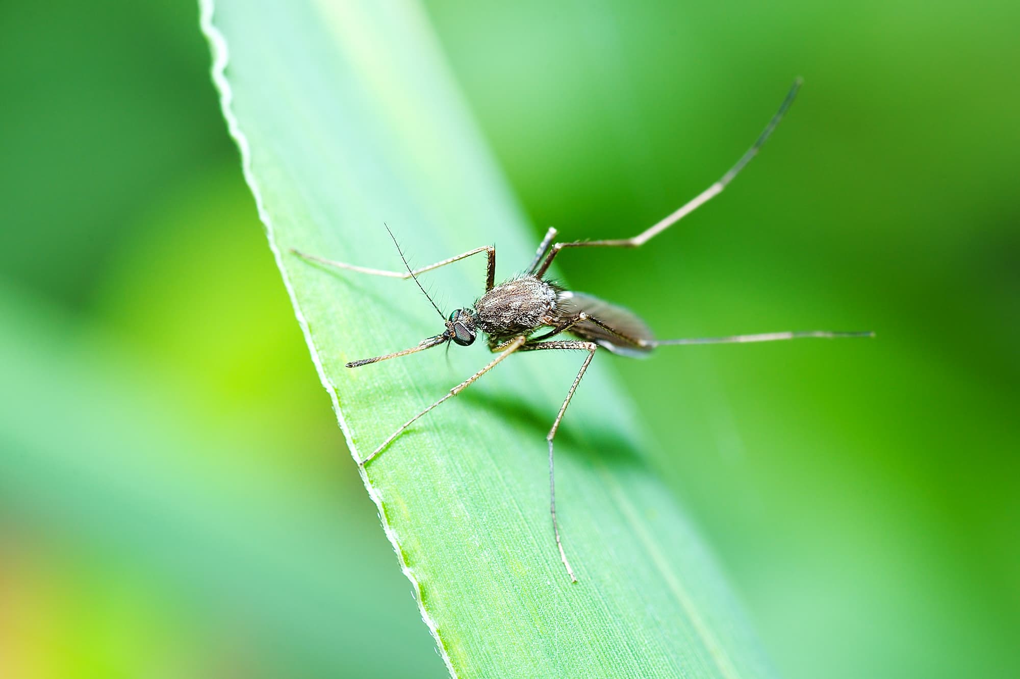 a close up image of a mosquito on a leaf