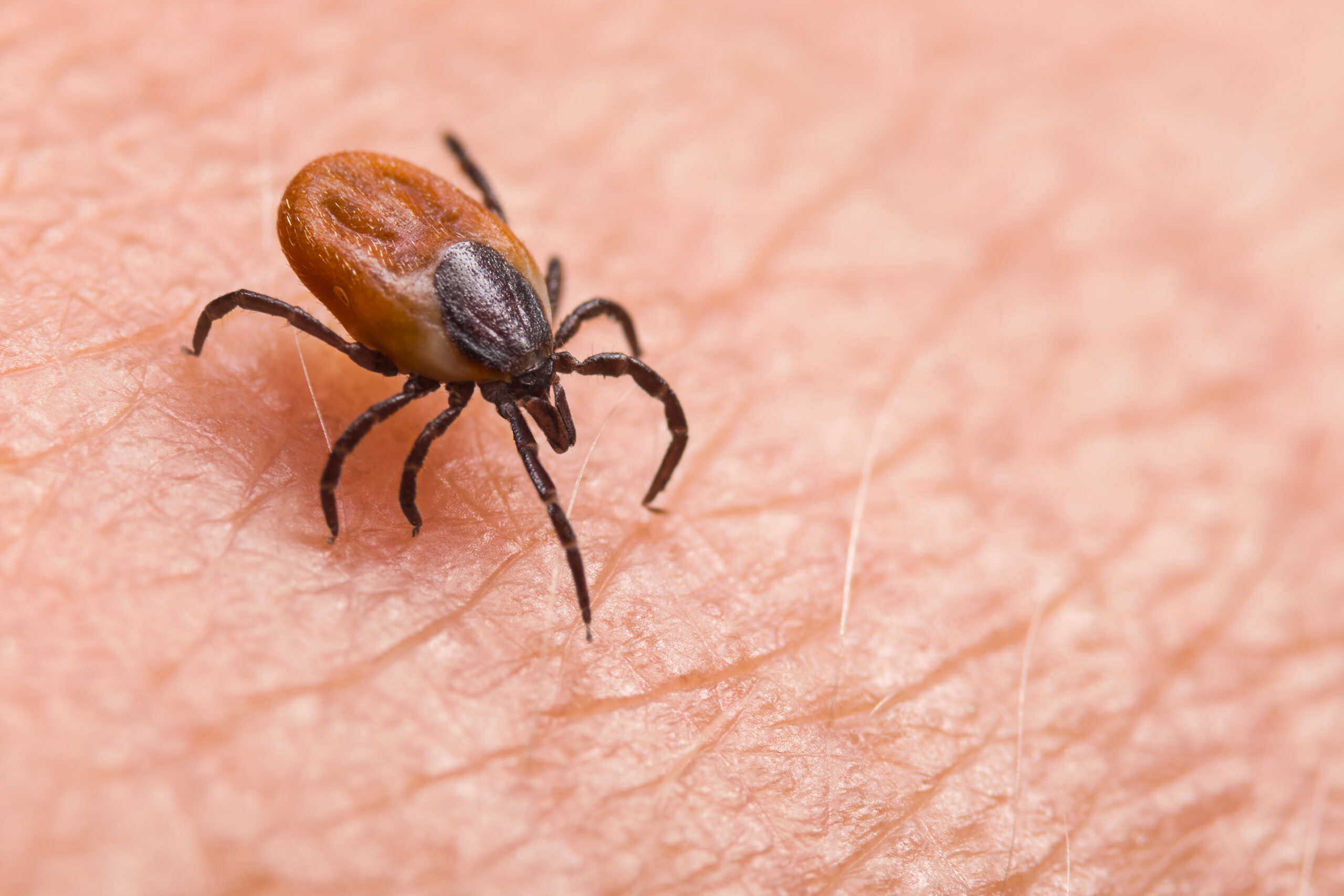 a close up image of a tick walking on skin