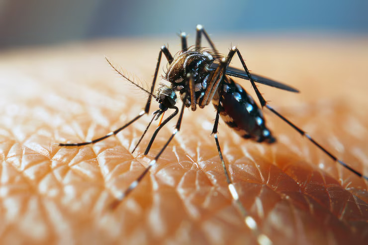 Mosquito Control New Cassel
