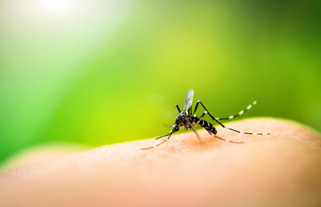 Mosquito Control Services
