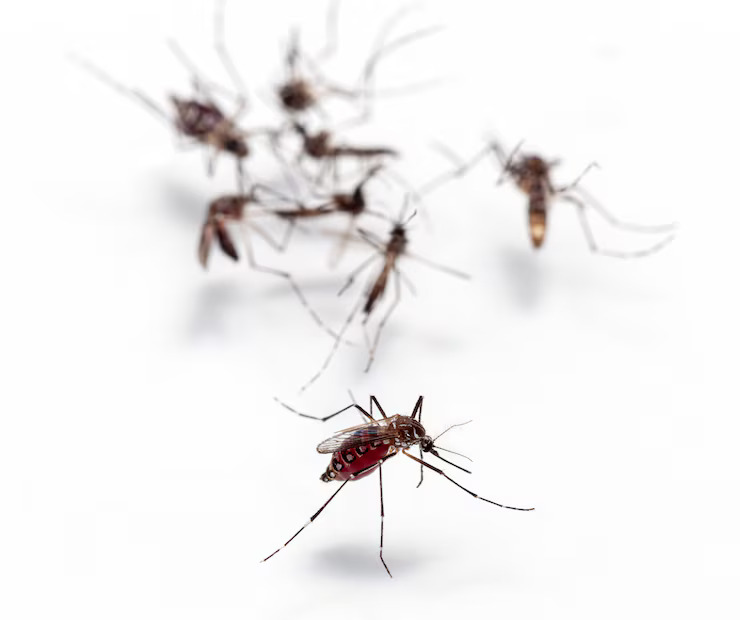 Mosquito Control Services Plainview