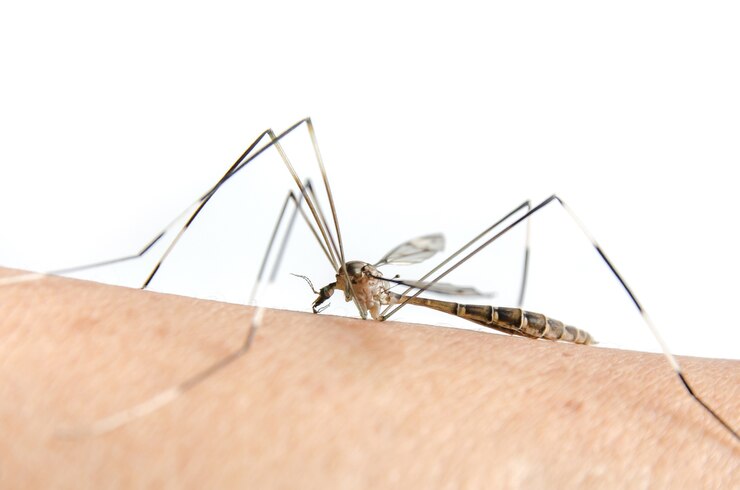 Mosquito Control Services Oyster Bay