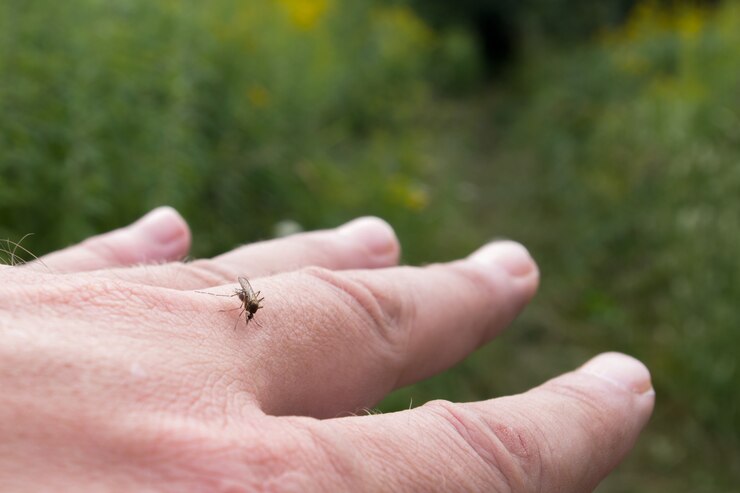 Mosquito Control Services Westbury