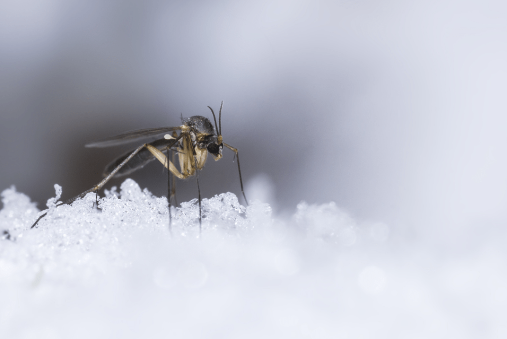 do mosquitoes die in winter